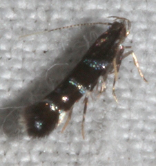 Stagmatophora argyrostrepta