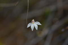 Caladenia catenata