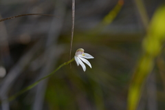 Caladenia catenata