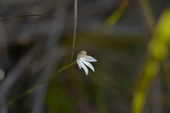 Caladenia catenata