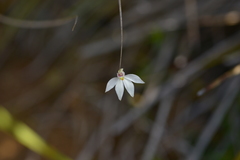 Caladenia catenata
