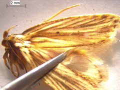Agonopterix umbellana