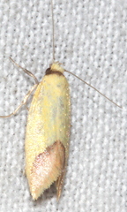 Tachystola stenoptera