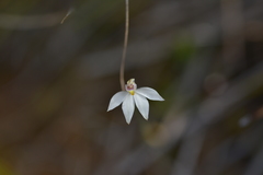 Caladenia catenata