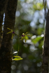 Dendrobium oppositifolium