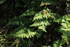 Polypodium glycyrrhiza