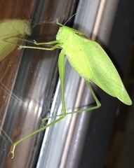 Amblycorypha rotundifolia