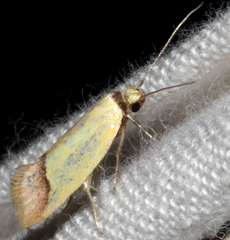 Tachystola stenoptera