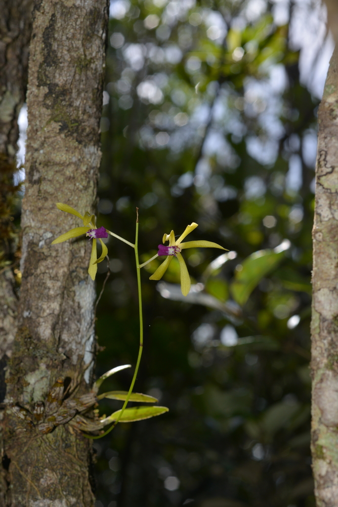 Dendrobium oppositifolium (Kraenzl.) N.Hallé 2