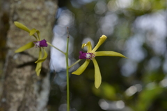 Dendrobium oppositifolium