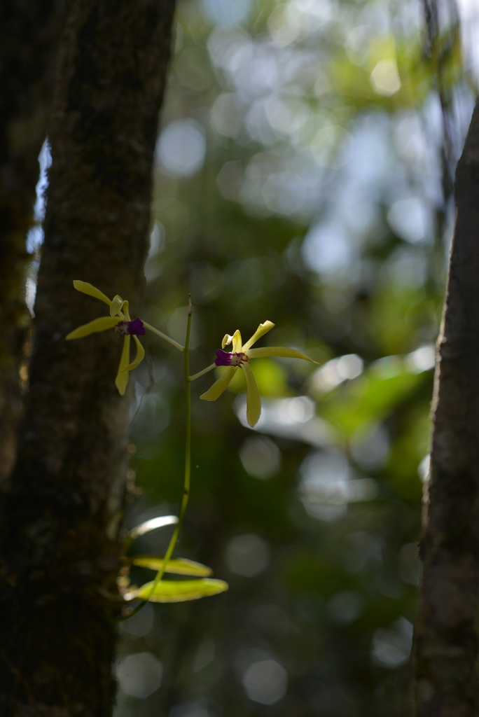 Dendrobium oppositifolium (Kraenzl.) N.Hallé 4