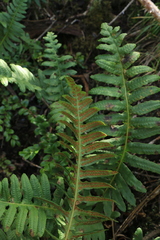 Polypodium glycyrrhiza