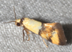 Temnogyropa stenomorpha