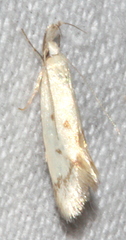 Thema argoptera