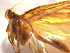 Agonopterix umbellana