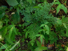 Selaginella pallescens