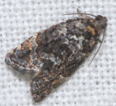 Thrincophora signigerana