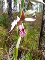 Phaius australis