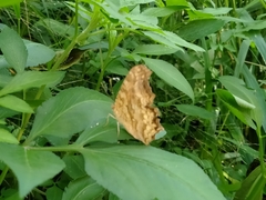 Polygonia c-aureum lunulata