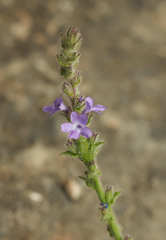 Verbena canescens