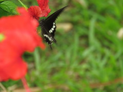 Papilio polytes romulus