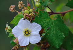 Rubus neomexicanus