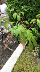 Phytolacca americana