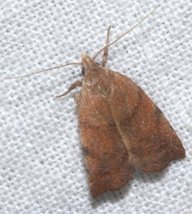 Tortricopsis euryphanella