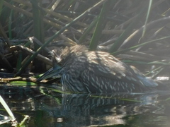 Nycticorax nycticorax