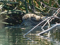 Nycticorax nycticorax