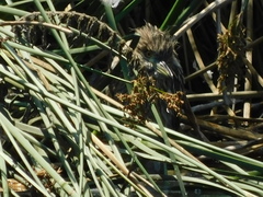 Nycticorax nycticorax
