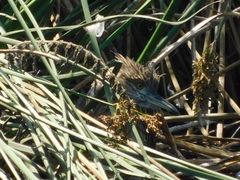 Nycticorax nycticorax
