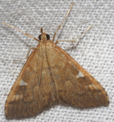 Udea hyalistis