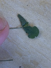 Trifolium subterraneum