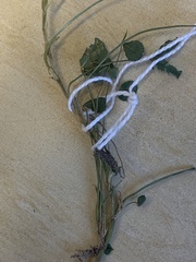 Trifolium subterraneum