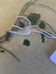 Trifolium subterraneum