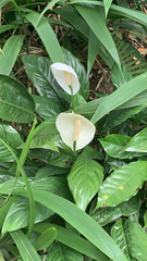Spathiphyllum wallisii