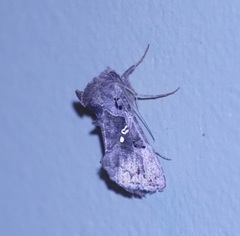 Argyrogramma signata
