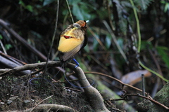 Cicinnurus magnificus