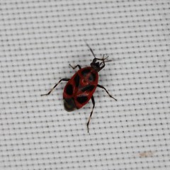 Deraeocoris histrio