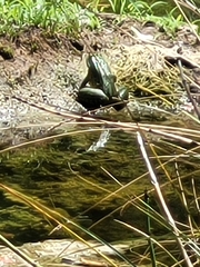 Lithobates chiricahuensis