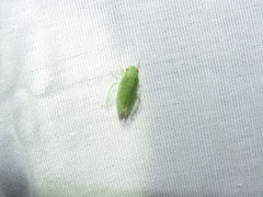 Rugosana