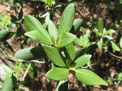 Rhododendron weyrichii