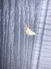 Lygropia rivulalis