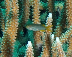 Neopomacentrus nemurus
