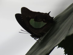 Polyura hebe plautus