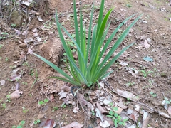 Sisyrinchium striatum