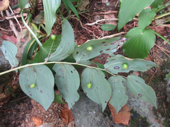 Polygonatum lasianthum