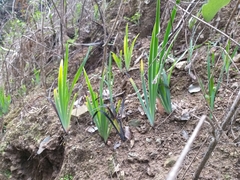 Sisyrinchium striatum