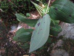 Polygonatum lasianthum